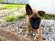 Chiots malinois &agrave; donner