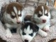 Port&eacute; de husky sib&eacute;rien &agrave; donner contre bons soins