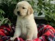 chiots type golden pour adoption
