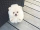 Adorable chiots Spitz nain 