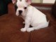 Je c&egrave;des chiot Bouledogue Fran&ccedil;ais m&acirc;le &agrave; une famille