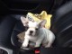 Je c&egrave;des chiot Bouledogue Fran&ccedil;ais m&acirc;le &agrave; une famille