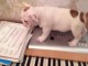 Je c&egrave;des chiot Bouledogue Fran&ccedil;ais m&acirc;le &agrave; une famille