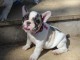 Je c&egrave;des chiot Bouledogue Fran&ccedil;ais m&acirc;le &agrave; une famille
