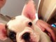 Je c&egrave;des chiot Bouledogue Fran&ccedil;ais m&acirc;le &agrave; une famille