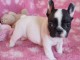 Je c&egrave;des chiot Bouledogue Fran&ccedil;ais m&acirc;le &agrave; une famille