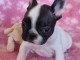 Je c&egrave;des chiot Bouledogue Fran&ccedil;ais m&acirc;le &agrave; une famille