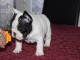 Je c&egrave;des chiot Bouledogue Fran&ccedil;ais m&acirc;le &agrave; une famille