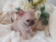 Mini chiot femelle type chihuahua &agrave; donner