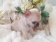 Jolis chiot b&eacute;b&eacute;s chihuahua
