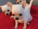 Jolis chiot b&eacute;b&eacute;s chihuahua