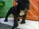 A donner chiot  Bouledogue fran&ccedil;ais