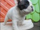 A donner chiot  Bouledogue fran&ccedil;ais