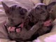 A donner chiot Bouledogue Fran&ccedil;ais