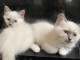Chatons Birmanie m&acirc;le et femelle pr&ecirc;t