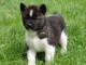 chiot Akita Am&eacute;ricain lof a donner