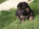 Chiot berger allemand femelle lof