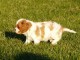 Chiots Cavaliers King Charles LOF a donner