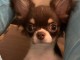 Chihuahua 6 mois m&acirc;le 