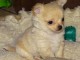 Magnifique chiot chihuahua femelle &agrave; donner