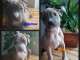 American staffordshire terrier 