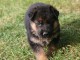 Chiot berger allemand M&acirc;le &agrave; donner