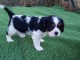 Adorable chiot Cavalier King Charles &agrave; donner 