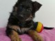 chiot berger allemand trois mois