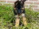 chiot berger allemand trois mois