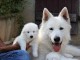  chiot berger blanc suisse 