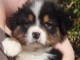 chiot berger australien trois mois