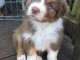 chiot berger australien trois mois