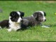 chiot border collie trois mois