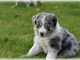 chiot border collie trois mois
