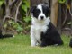 chiot border collie trois mois