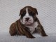 chiot bouledogues anglais trois mois