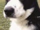 Chien berger australien crois&eacute; border collie