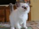 Chaton Sacr&eacute; de birmanie