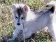 Magnifiques chiots husky sib&eacute;rien