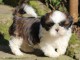 Shih Tzu LOF disponibles
