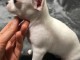 chiot chihuahua m&acirc;le et femelle