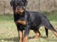 Chiens d&rsquo;apparence Rottweilers