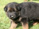 Chiot berger allemand M&acirc;le &agrave; donner