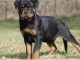 Chiens d&rsquo;apparence Rottweilers