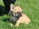 Chiot bouledogue fran&ccedil;ais femelle fauve
