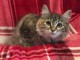 chaton Siberien &acirc;g&eacute; de 3 mois