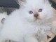 chaton sacr&eacute; de Birmanie &acirc;g&eacute;s de 3 mois