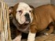 chiot bouledogues anglais trois mois