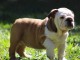 chiot bouledogues anglais trois mois