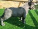 chiot bouledogue francais trois mois